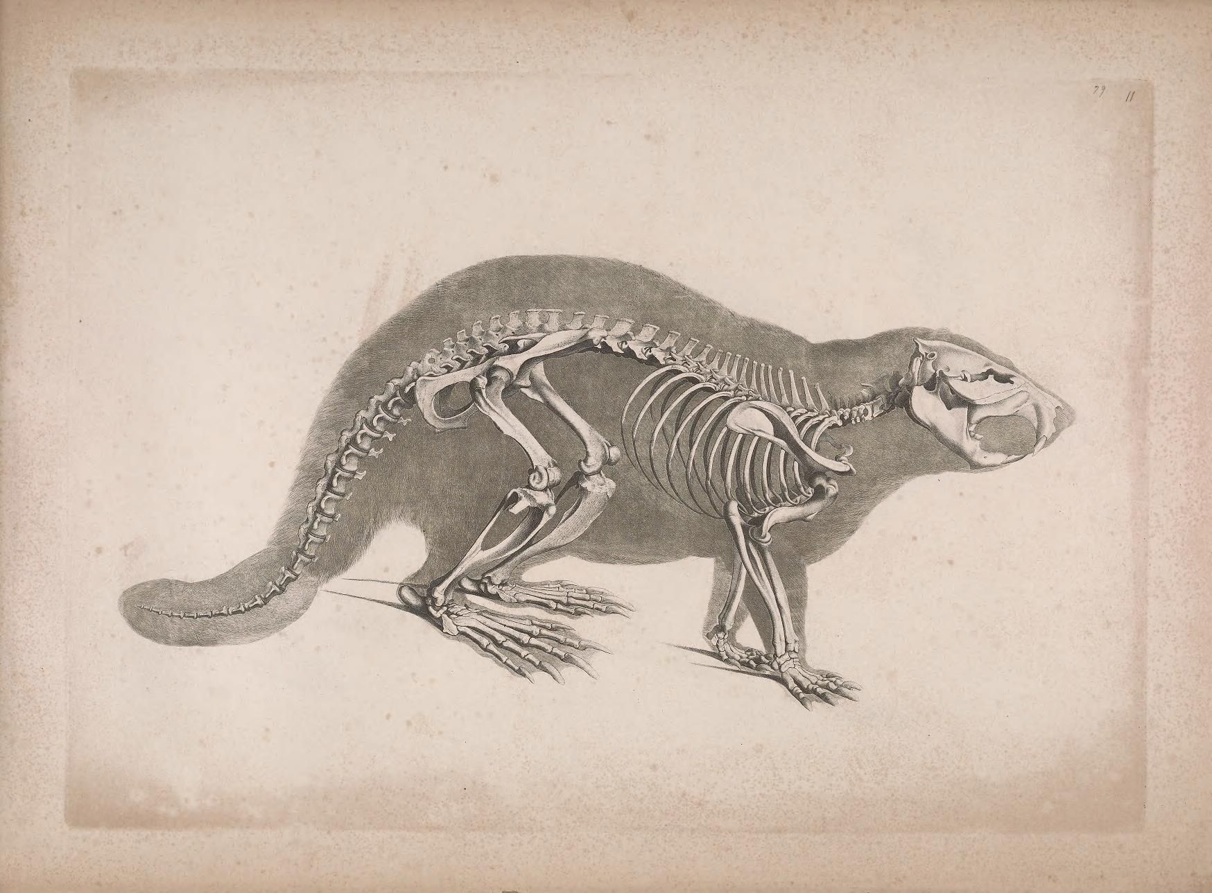 Vintage illustration of a beaver's anatomy, showing its skeletal structure within a shaded outline.