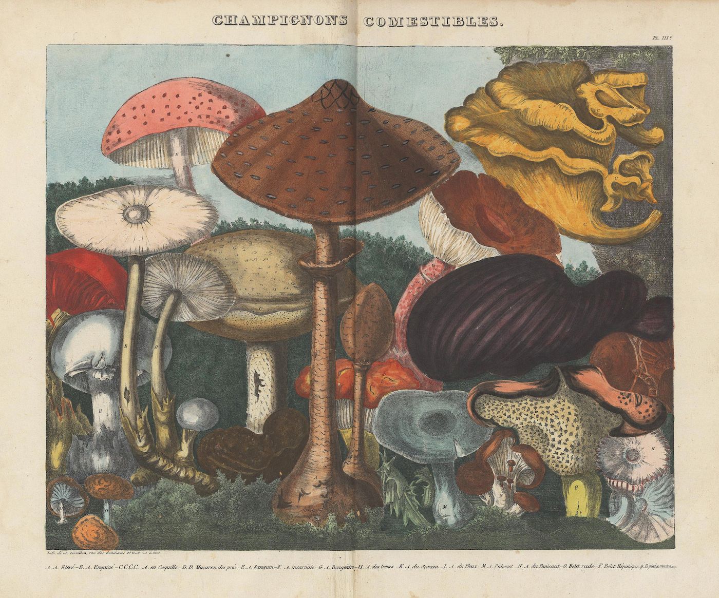 Vintage botanical illustration of edible mushrooms titled "Champignons Comestibles".