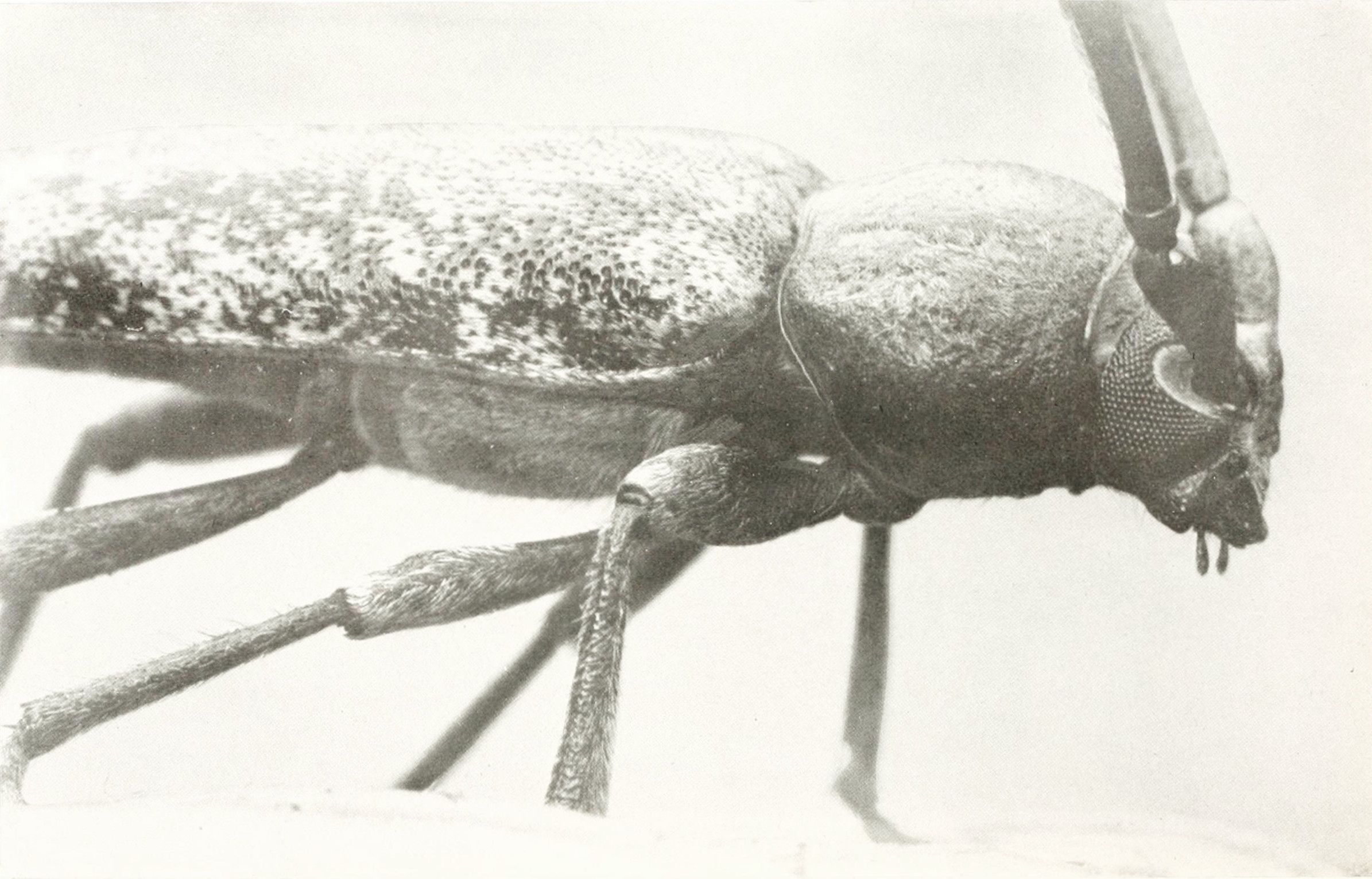 A black and white macro photograph of a beetle.