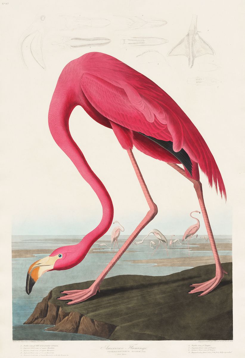 Vintage illustration of an American flamingo wading in water, with detailed drawings of its foot and wing above.
