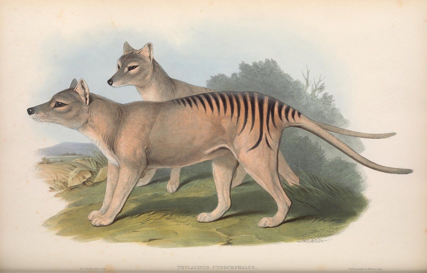 Vintage lithograph of two thylacines in a grassy landscape.