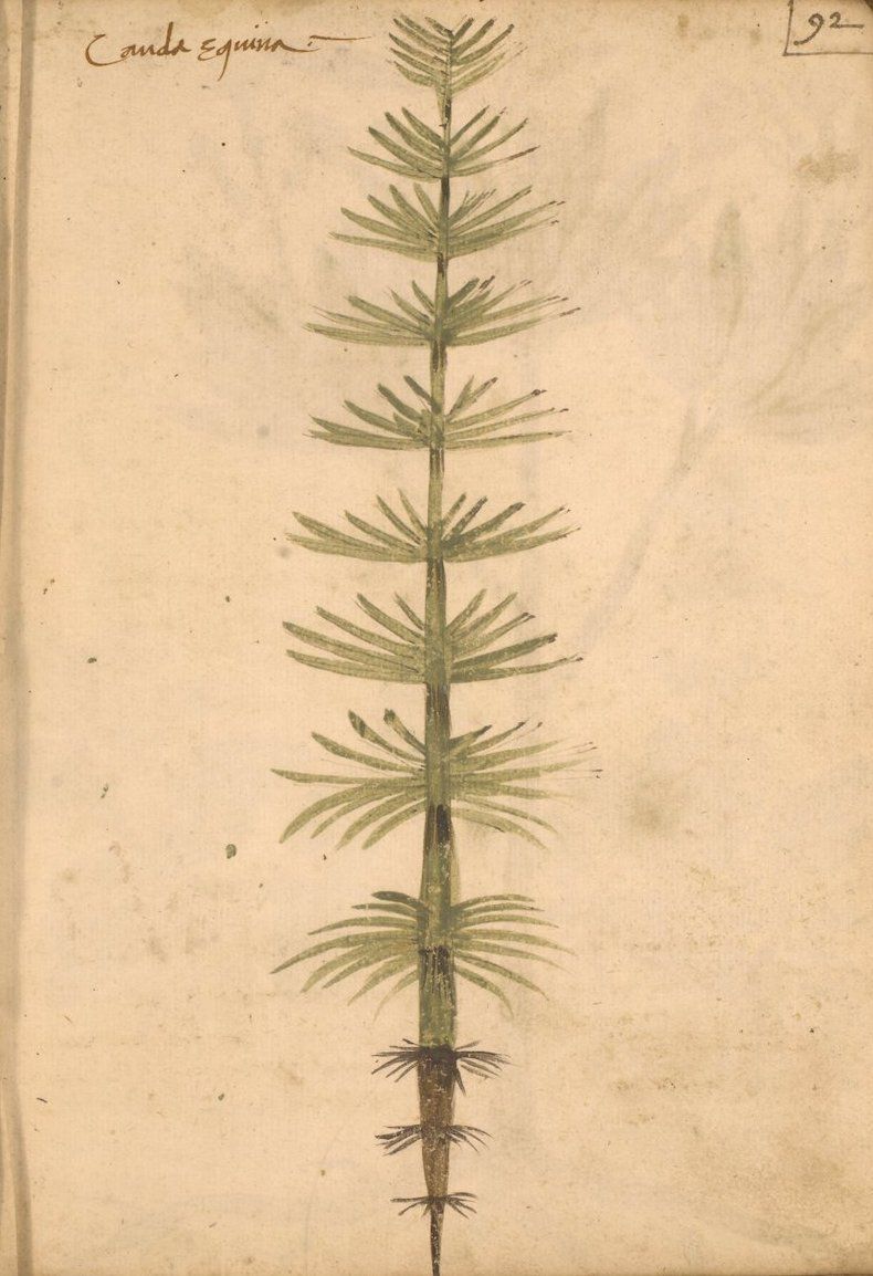 A botanical illustration of a plant with needle-like leaves on a faded, aged page.
