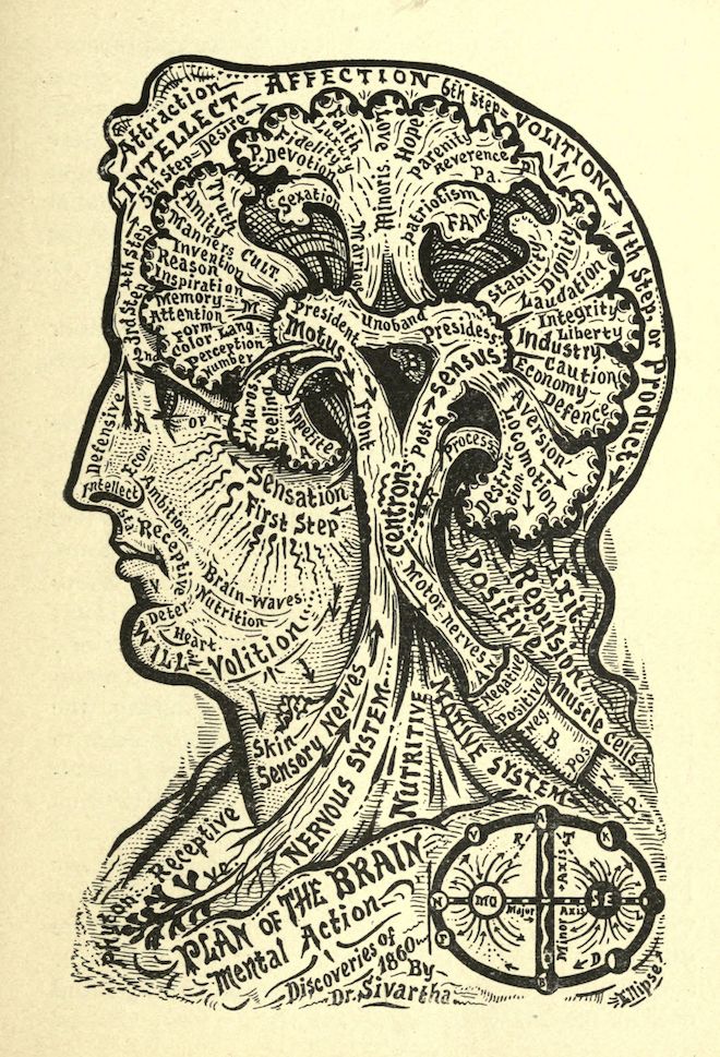 A vintage illustration of a human head in profile, showing a detailed cross-section of the brain and its associated functions. The illustration is labeled with terms related to mental faculties and processes, such as intellect, affection, volition, sensation, motus, and nutritive.