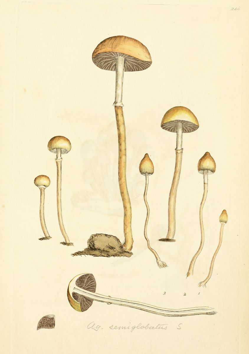 Vintage botanical illustration of mushrooms labeled 'Ag. semiglobatus'.