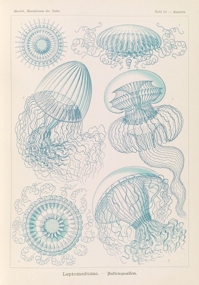 Vintage scientific illustration of various jellyfish species in a grid-like arrangement on a pale yellow background.