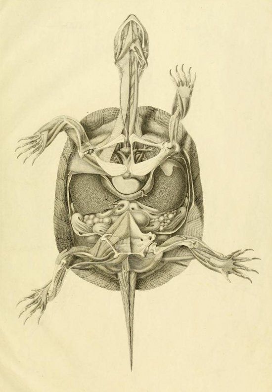 Detailed anatomical illustration of a turtle with its shell partially cut away to reveal internal organs.