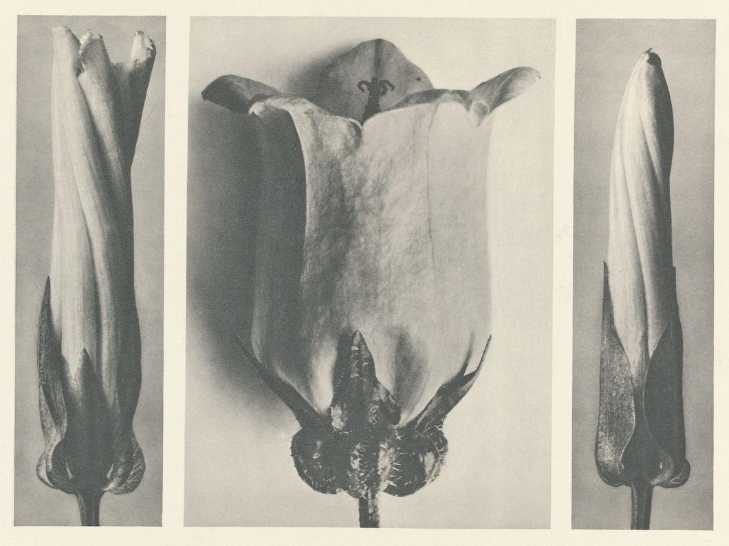 A black and white triptych of a flower bud, showcasing different views of its form and texture.