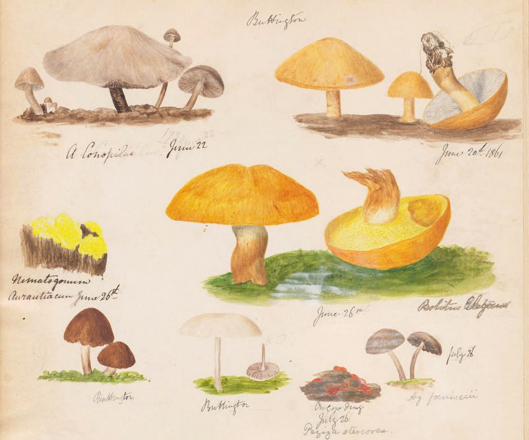 Vintage botanical illustration of various mushrooms in watercolor.
