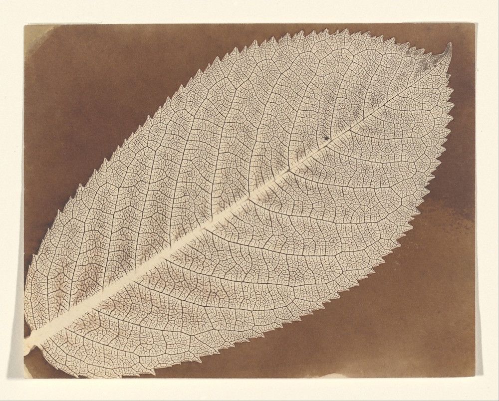Close-up of a leaf with intricate veins against a brown background.