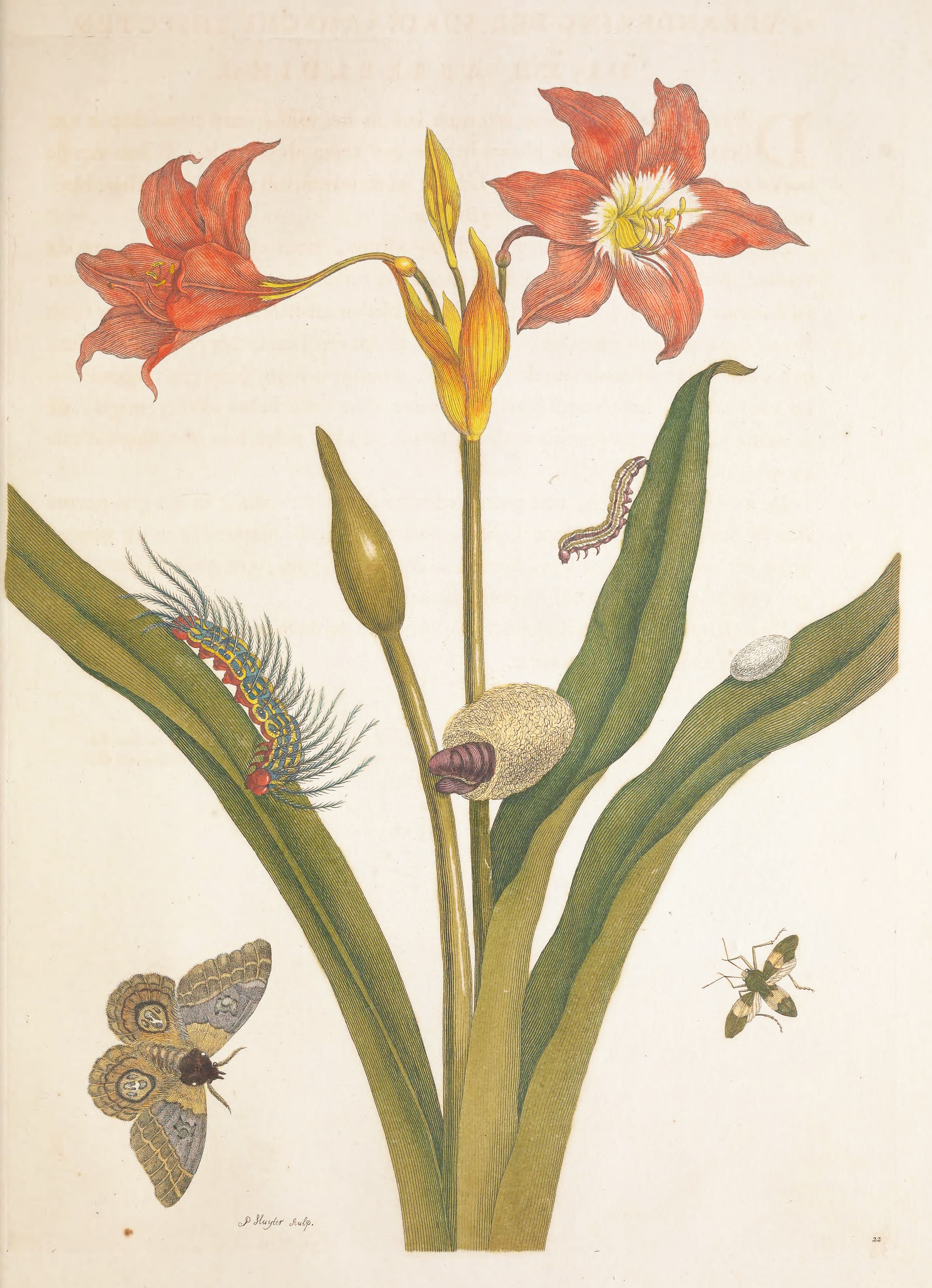 Vintage botanical illustration of an orange lily plant with moths and caterpillars.