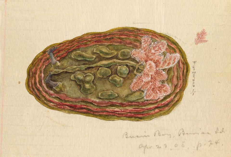 A detailed watercolor illustration of a cross-section of a fruit or seed pod, with internal structures and handwritten notes.