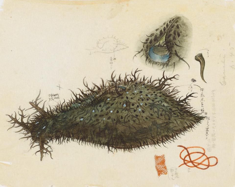 A vintage-style illustration of a sea cucumber with surrounding sketches and annotations.