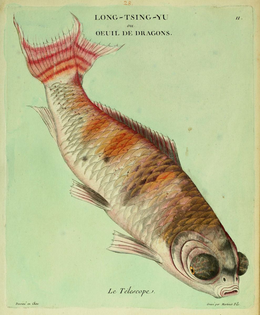 Vintage illustration of a 'Dragon's Eye' fish with large, protruding eyes and a silvery-grey body.