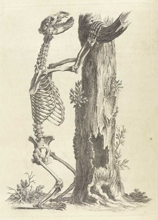 Vintage engraving of a human skeleton leaning against a decaying tree.