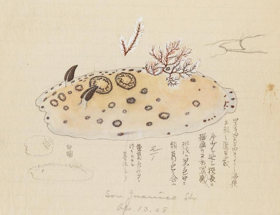 A delicate hand-drawn illustration of a pufferfish with red coral on a pale yellow background, accompanied by Japanese text and a signature.