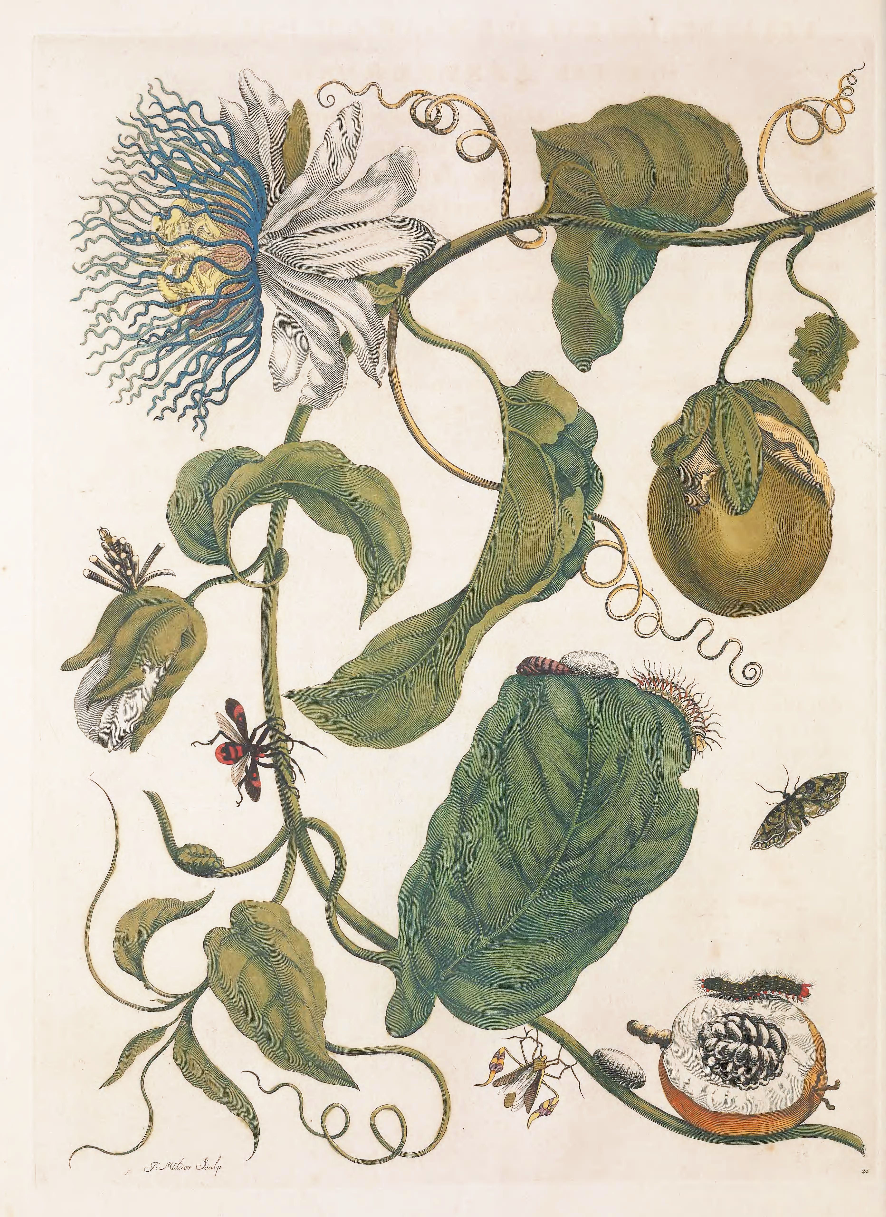 A detailed botanical illustration of a passionflower plant with flowers, fruits, leaves, and insects.