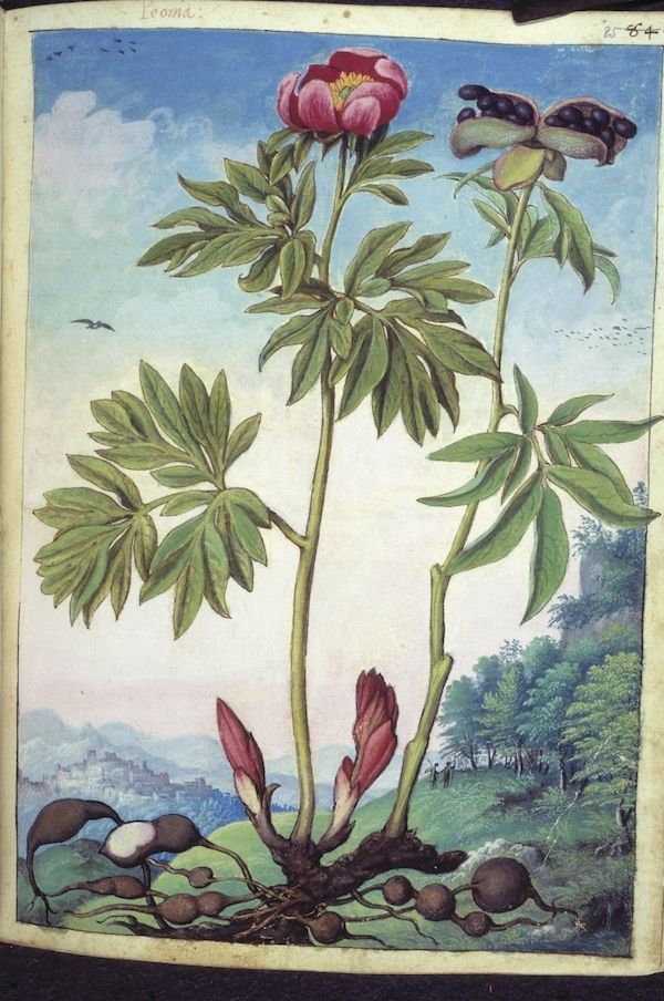 A detailed botanical illustration of a peony plant with roots, stem, leaves, buds, and a fully bloomed flower, set against a landscape with rolling hills, trees, and distant buildings.