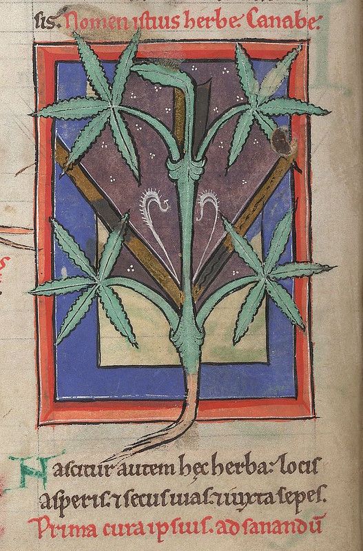 A medieval illustration of a cannabis plant with serrated leaves, framed by a red and blue border on an aged parchment page.