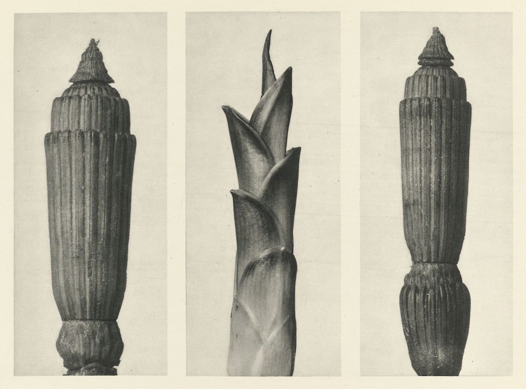 Vintage botanical illustration of a bamboo shoot in three stages of growth.