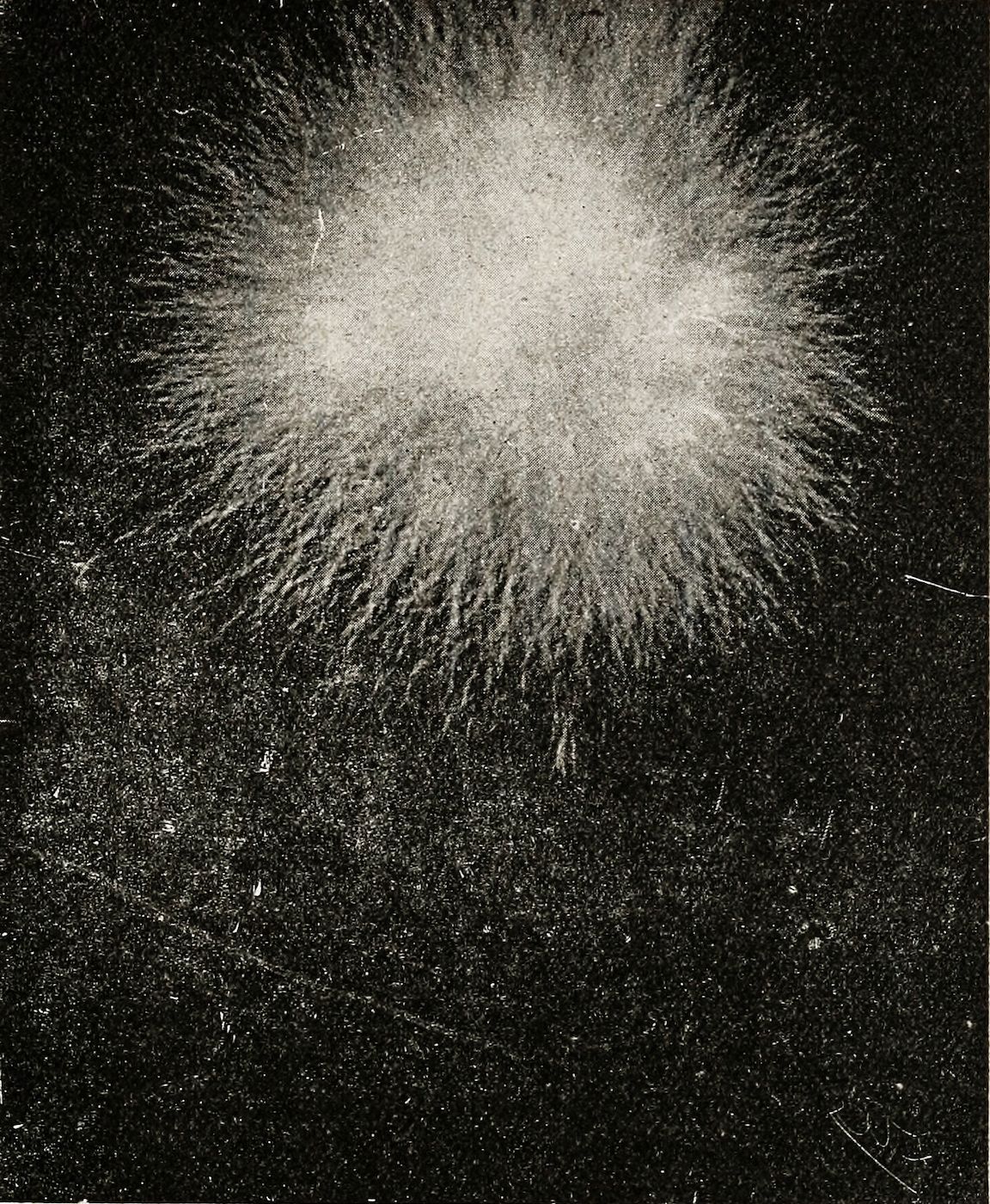 A black and white photograph of iron filings arranged in a radiating pattern around an unseen magnet, visualizing the magnetic field lines.