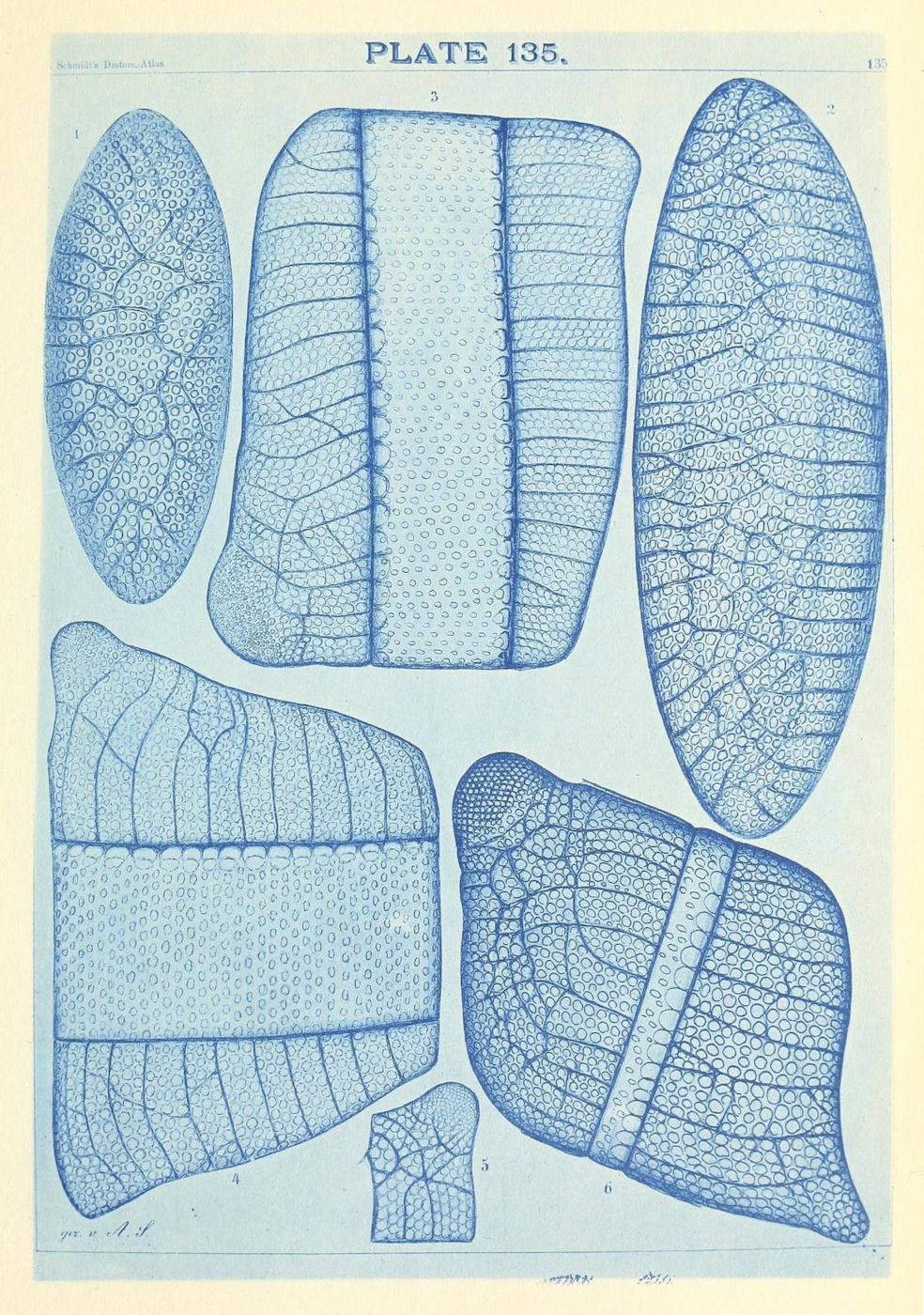 Vintage scientific illustration of leaf cross-sections, labeled 1-6, rendered in blue line drawing style.