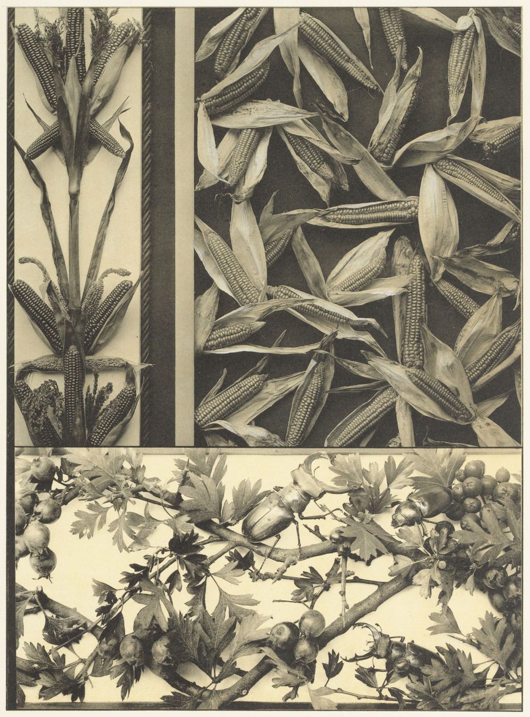 Vintage botanical illustration of corn and acorns.