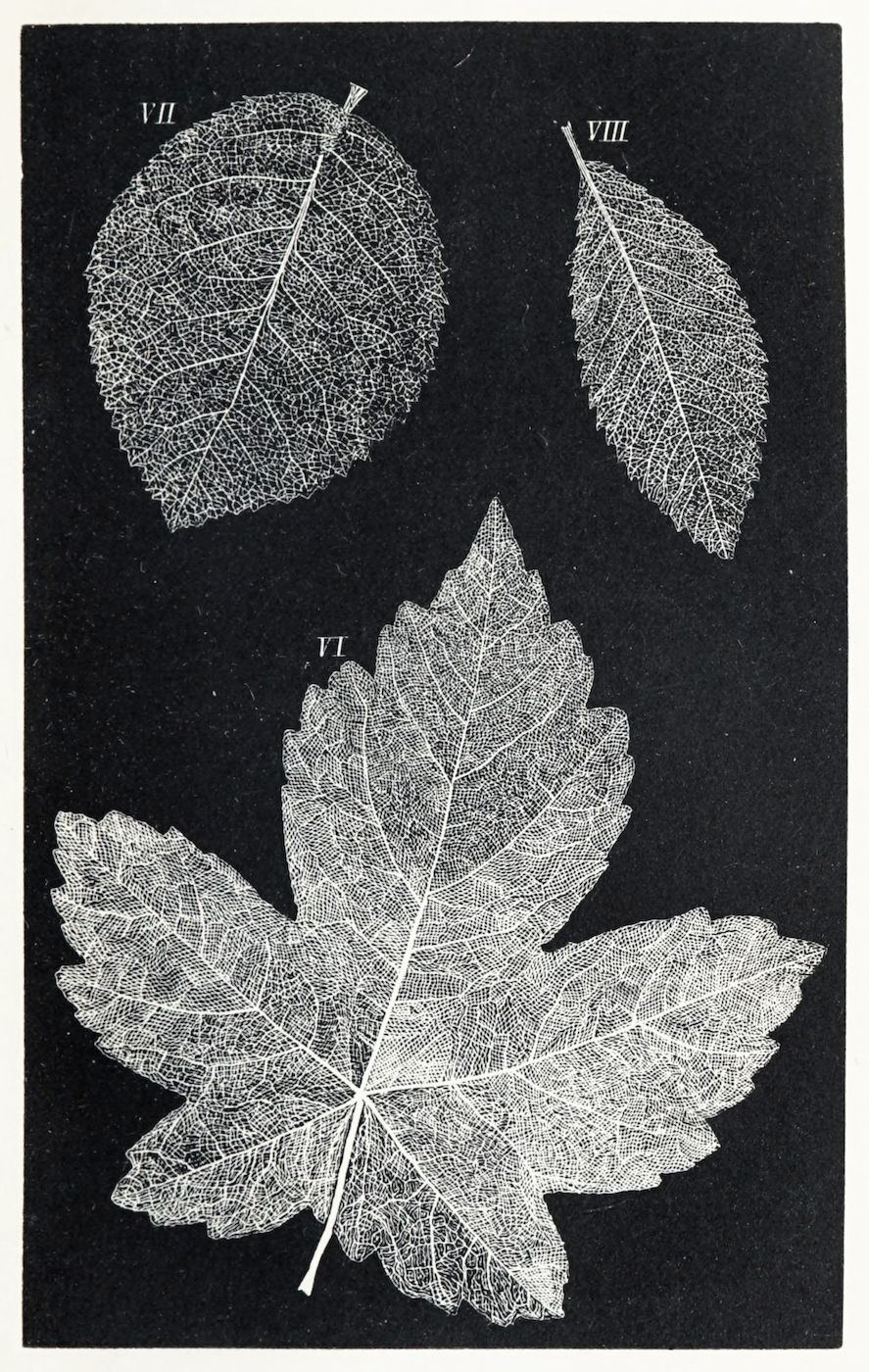 Vintage botanical illustration of three skeletonized leaves against a black background.