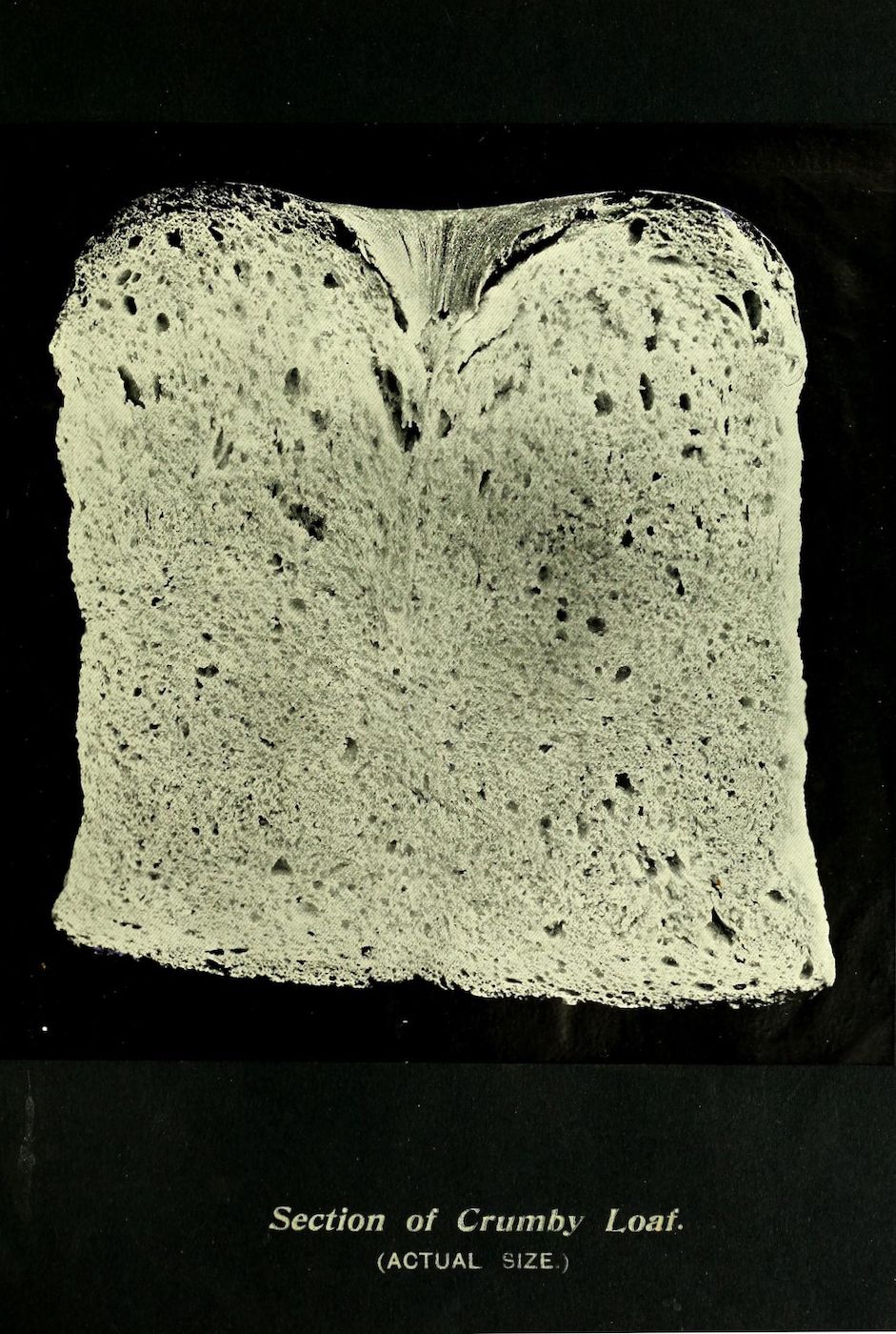 A vertical slice of bread with a very open, irregular crumb structure and a rough texture.