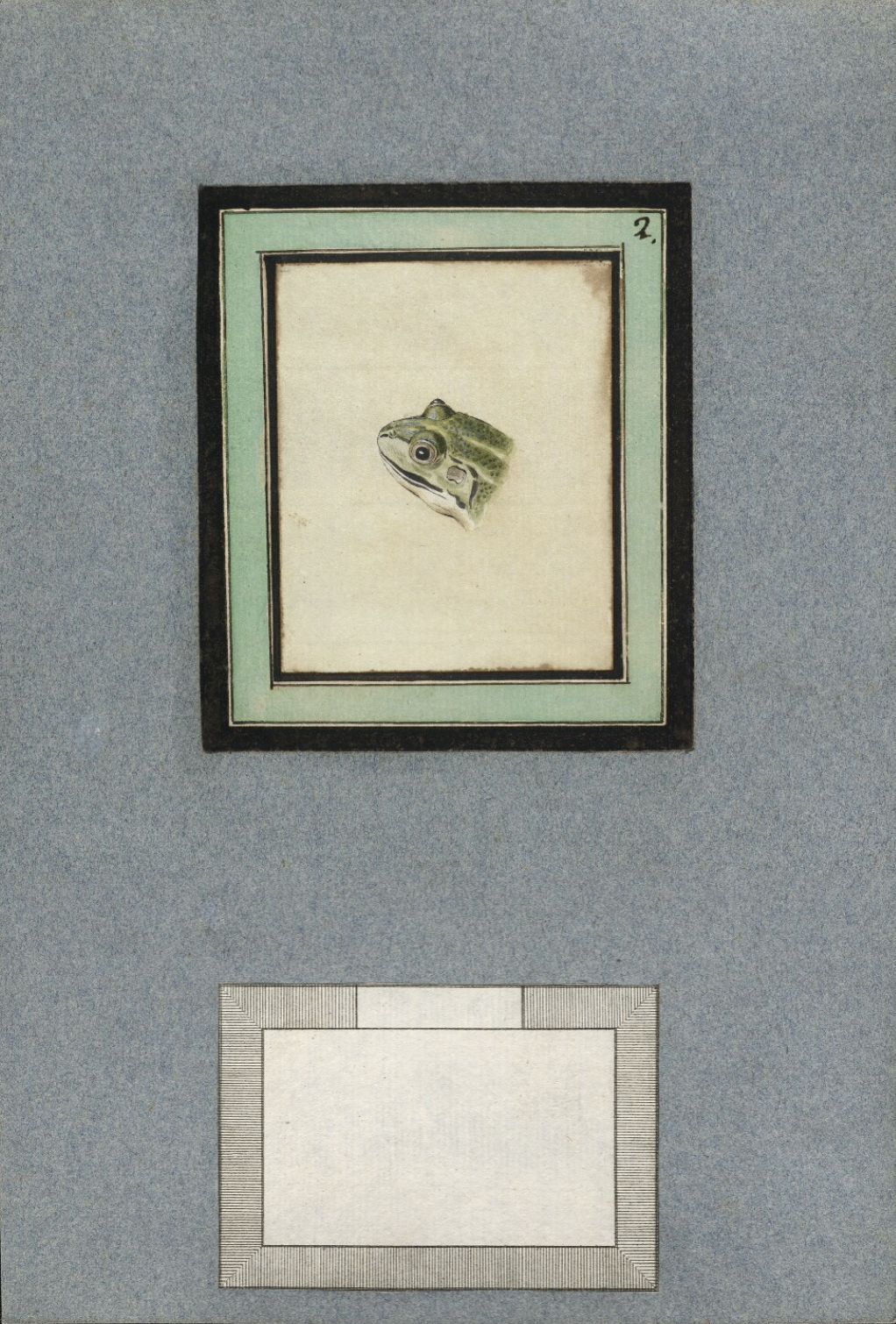 A vintage illustration of a frog's head in a layered frame, with a blank rectangular space below.