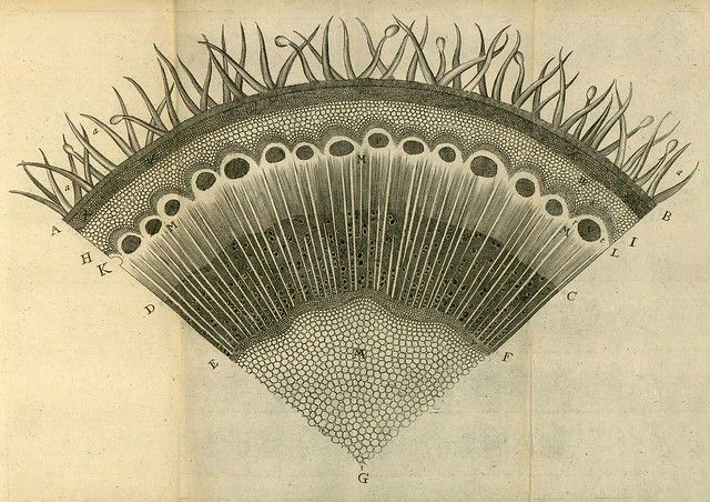 Vintage botanical illustration of a leaf cross-section with labeled anatomy.