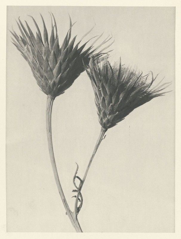 Black and white photograph of two plant heads with long, slender stems.