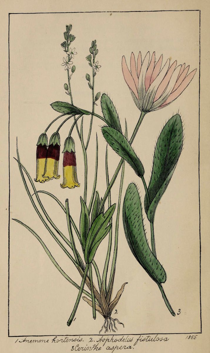 Vintage botanical illustration of three plant species: Anemone hortensis, Sophodelis fistulosa, and Cerinthe aspera, dated 1855.
