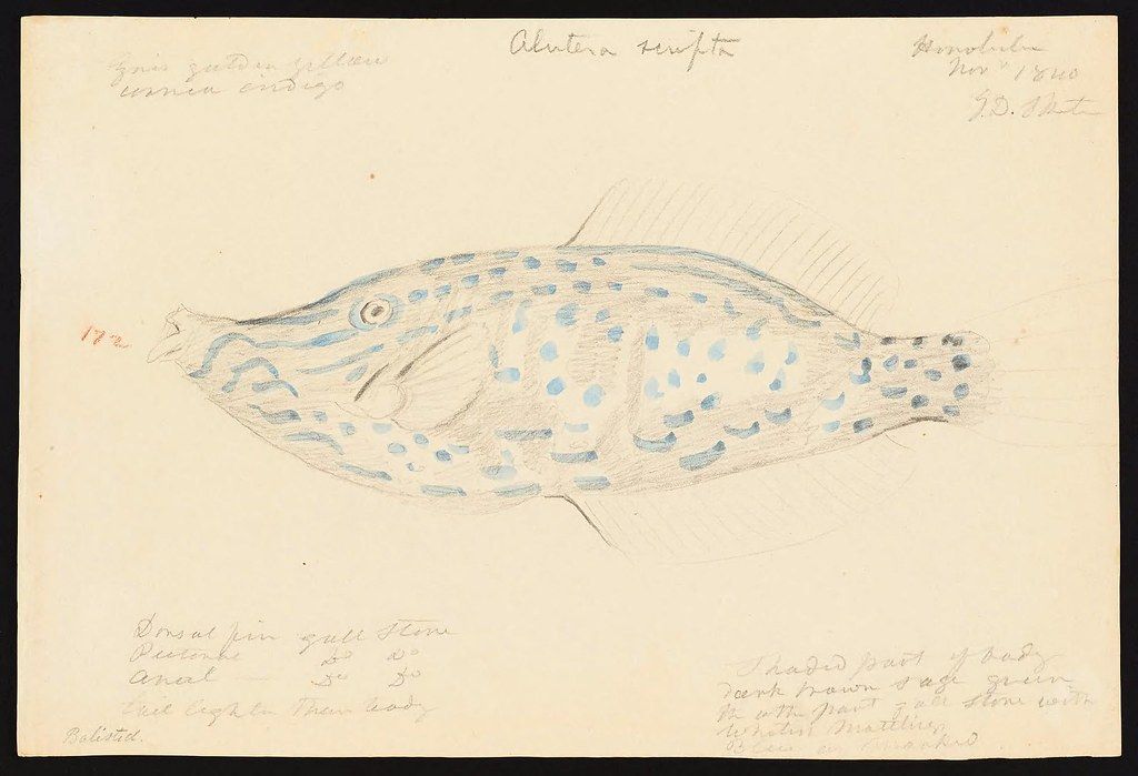 Vintage scientific illustration of a blue-spotted fish on cream paper with handwritten German labels.