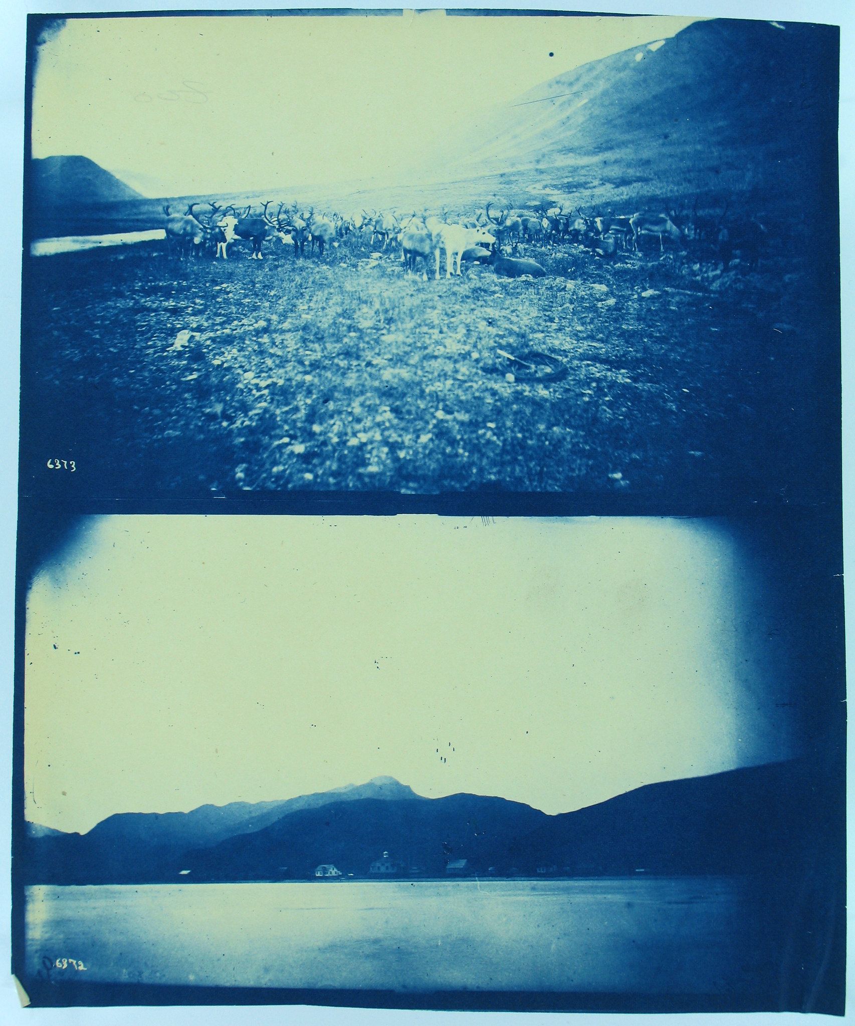 Vintage cyanotype photograph of a mountainous landscape with animals and a body of water.