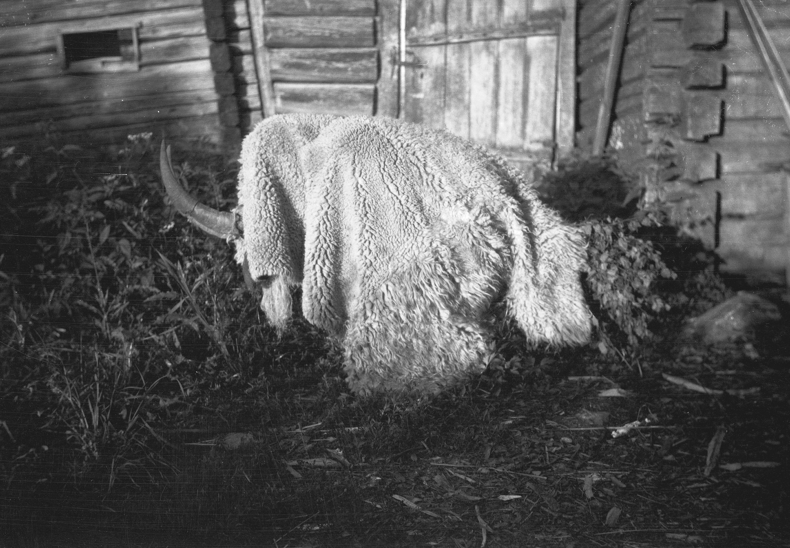 A black and white photograph of a yak grazing in a grassy area next to a wooden building.