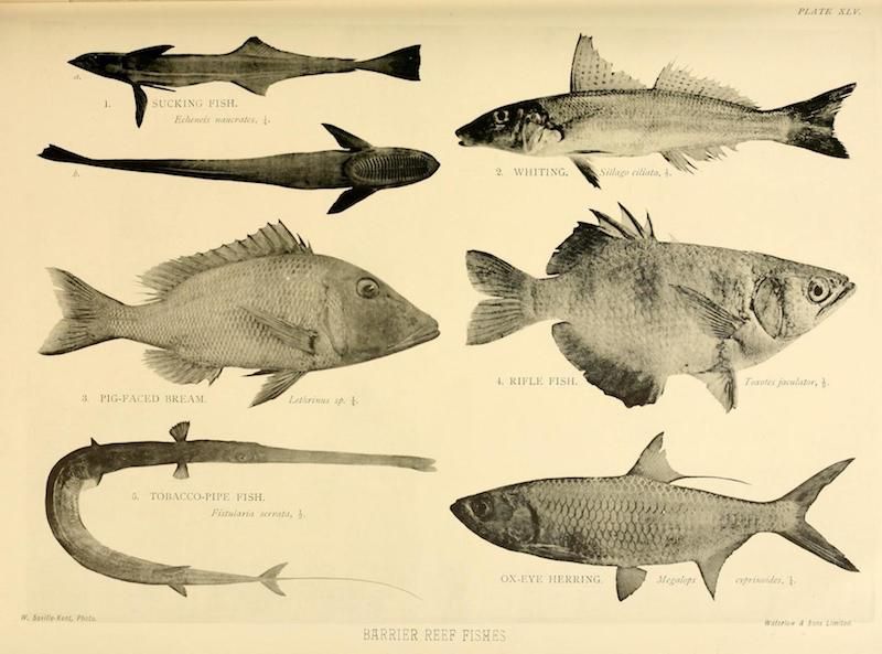 A vintage plate featuring illustrations of six different types of fish, labeled as 'Barrier Reef Fishes'.