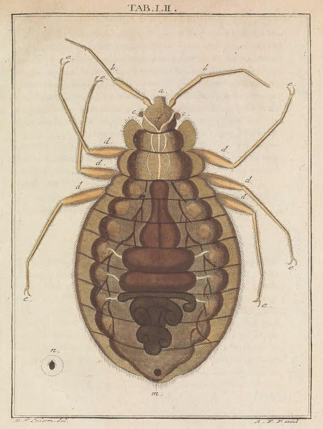Vintage scientific illustration of a louse with anatomical labels.