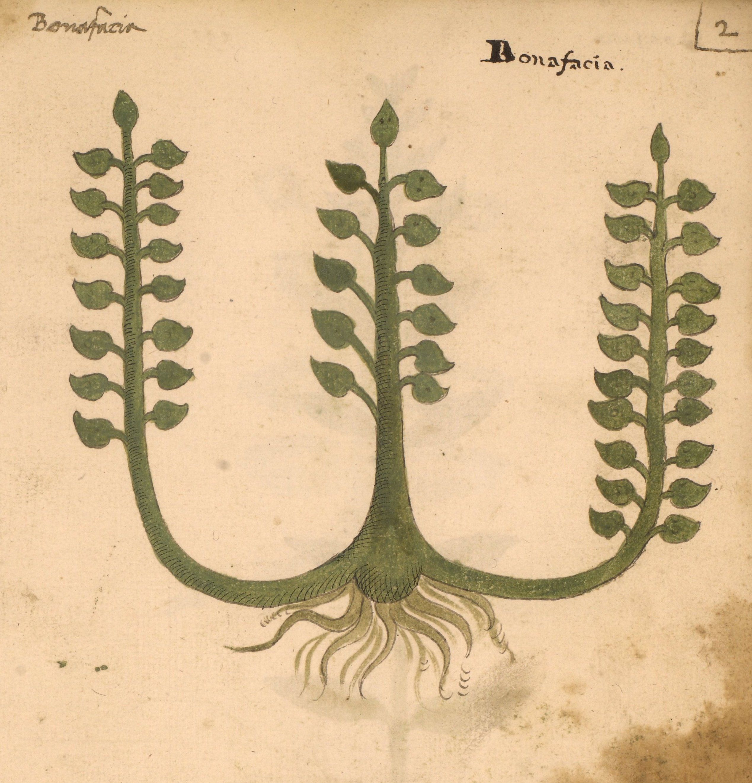 Vintage botanical illustration of a plant called "Bonaficia" with three stems and detailed root system.