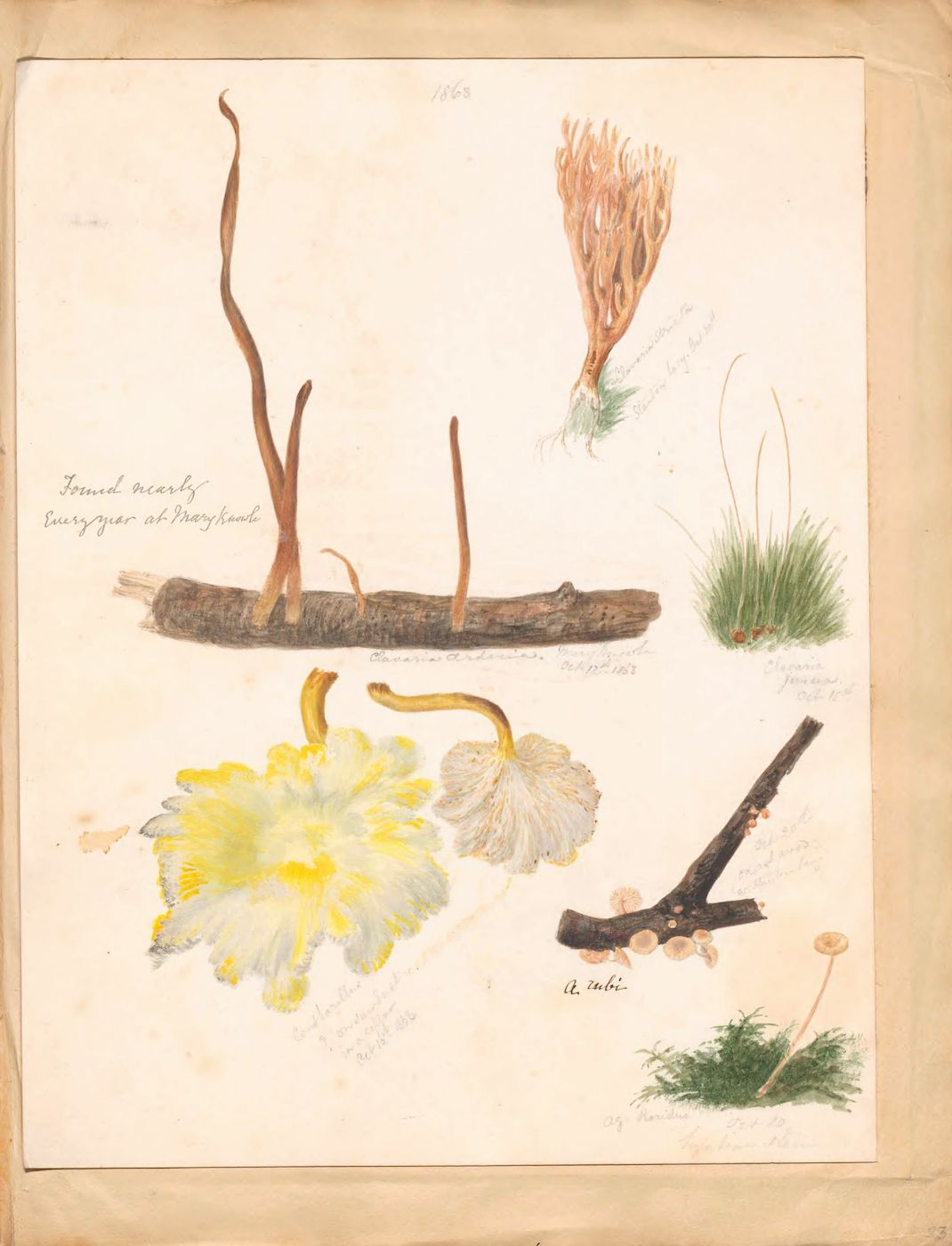 Vintage botanical illustration of various plants and their parts, including flowers, seed pods, and branches, with handwritten notes and labels.
