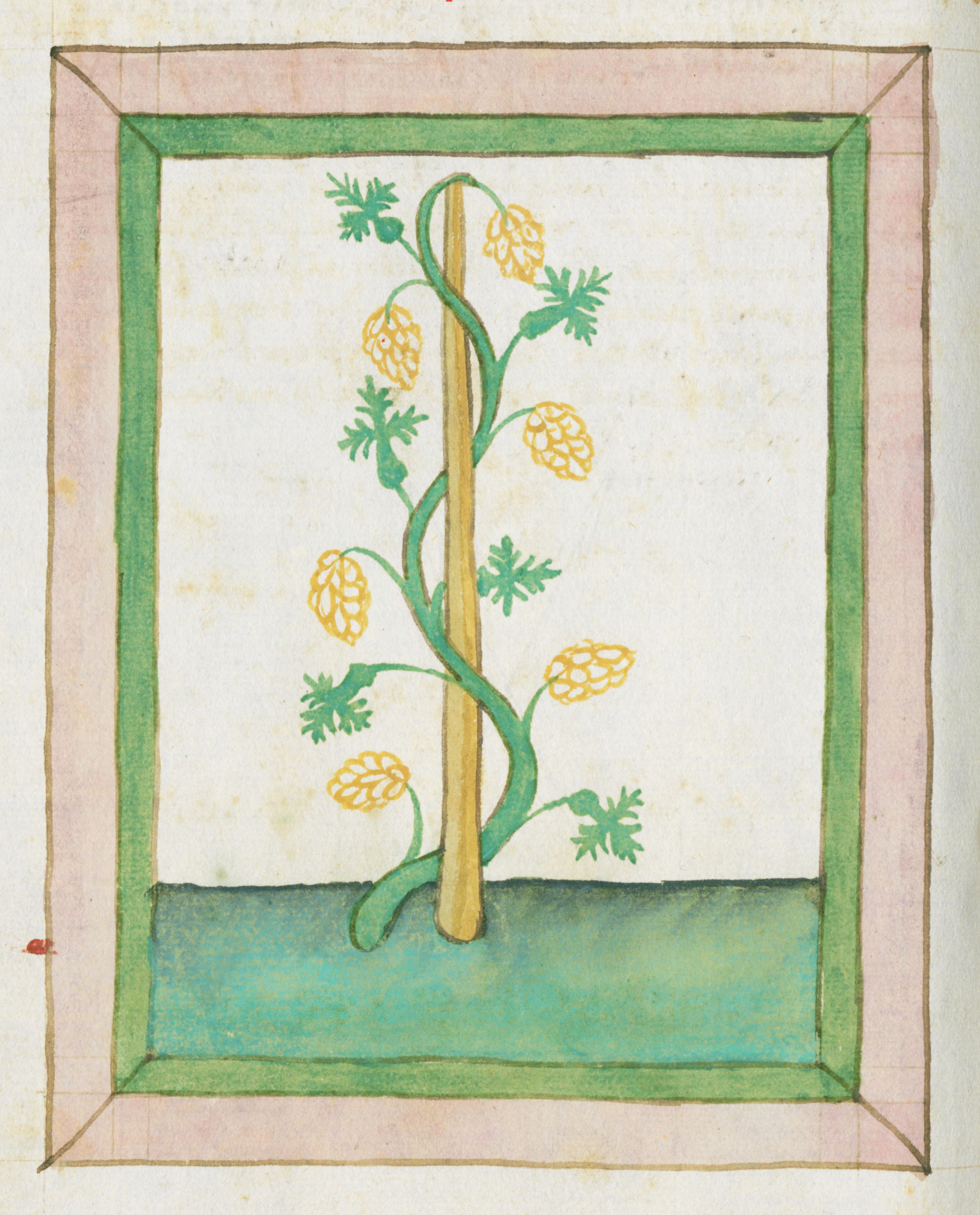 A detailed illustration of a plant growing around a pole, set within a decorative frame.