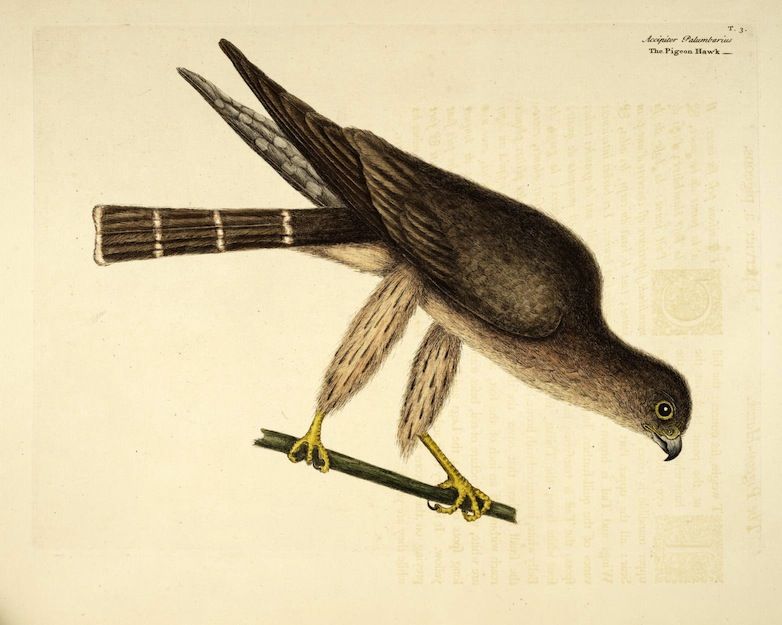 Vintage illustration of a pigeon hawk perched on a branch.
