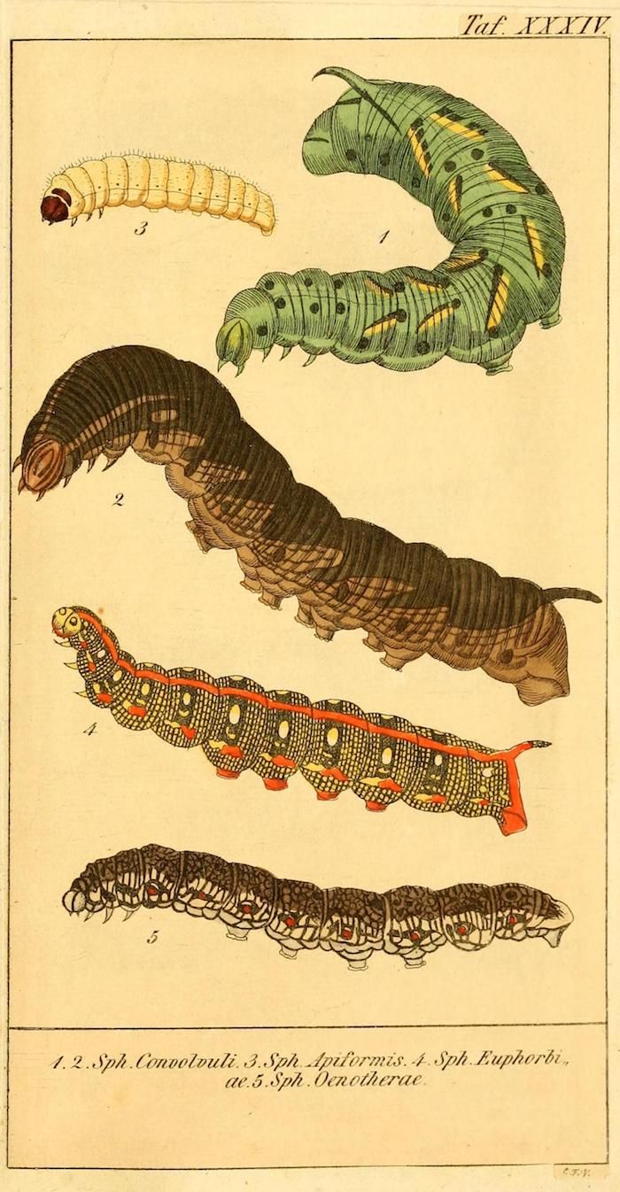 Vintage botanical illustration of five different caterpillars, labeled with scientific names.
