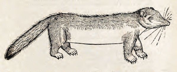 Vintage illustration of a weasel with a long body and bushy tail.