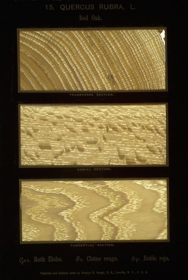 A vintage botanical illustration of red oak wood, showcasing transverse, radial, and tangential sections.