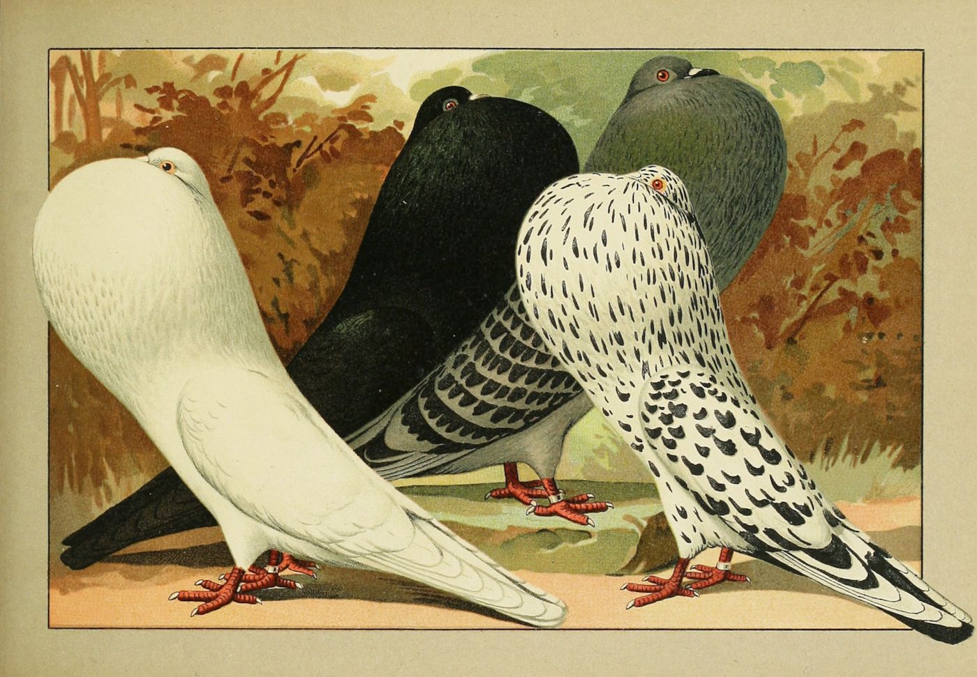 Vintage illustration of three pigeons: white, black, and speckled.