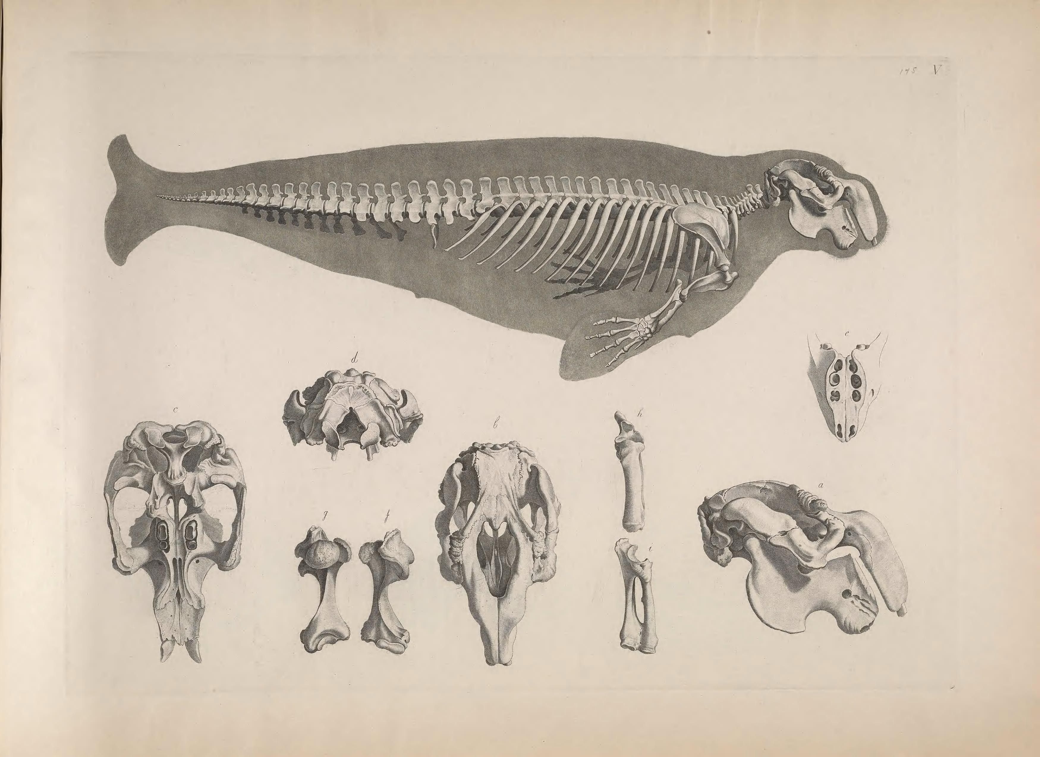 Vintage anatomical illustration of a whale skeleton with detailed skull drawings.