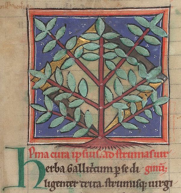 A square floral decoration with red stems and green leaves on a blue background, part of an illuminated manuscript page with a large initial letter 'P' and text below.