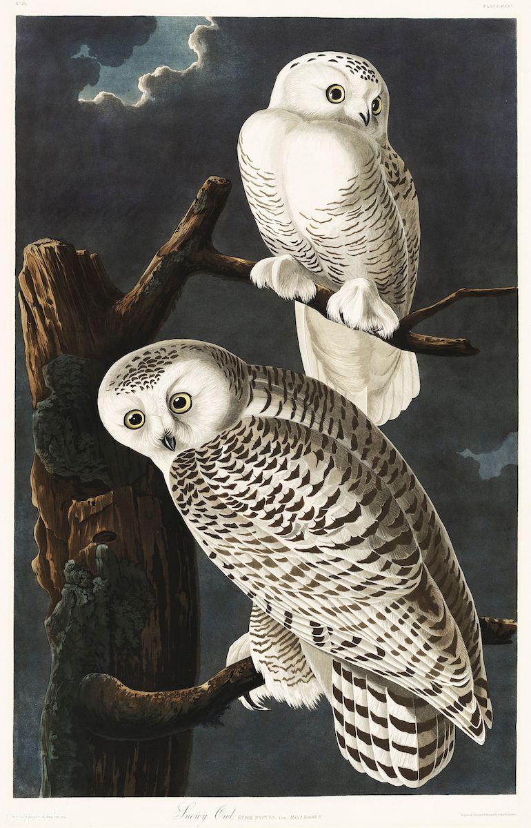 Vintage illustration of two snowy owls perched on branches against a dark sky.