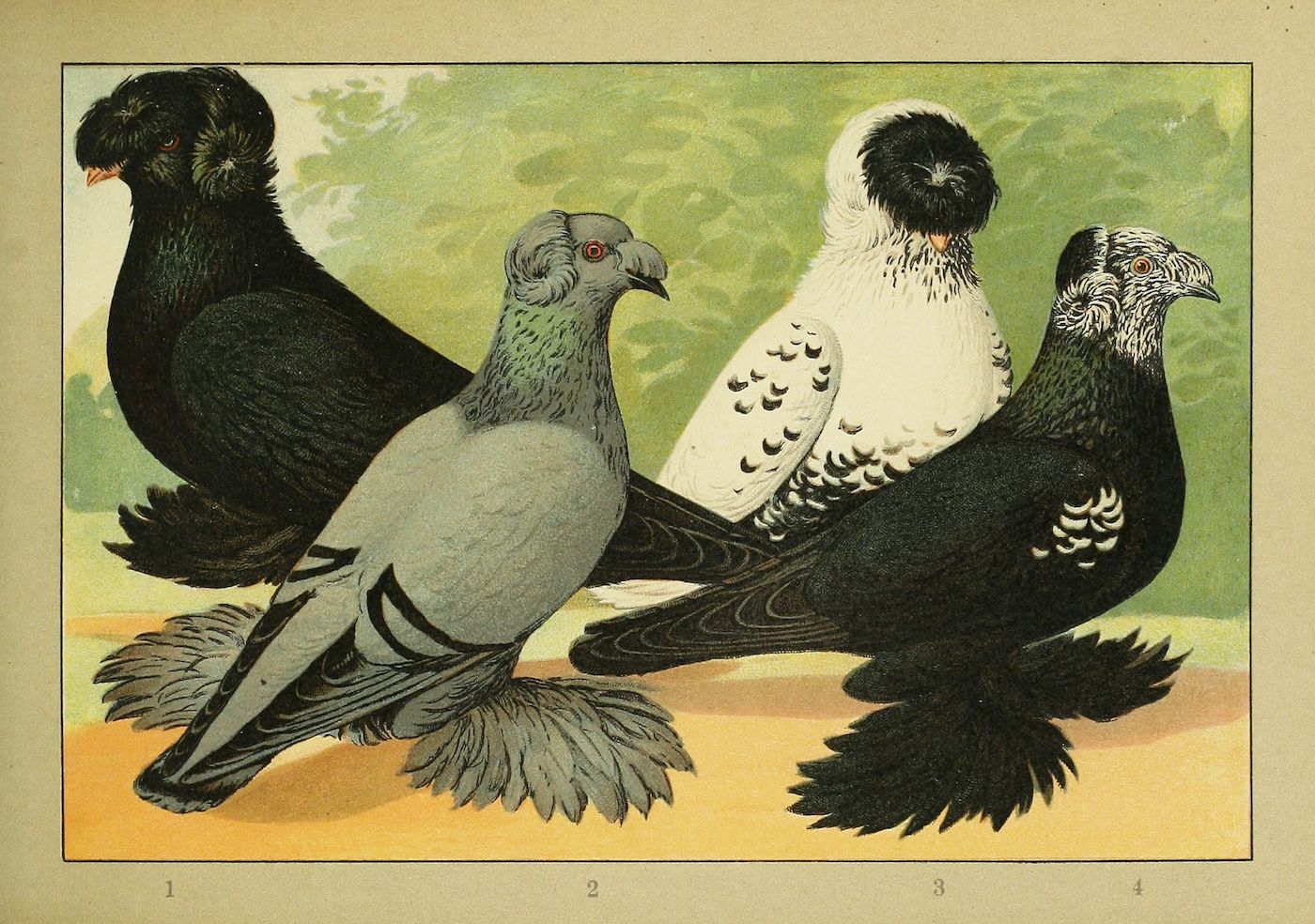 Vintage illustration of four pigeons with different plumage and crests.