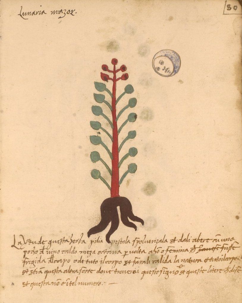 A vintage botanical illustration of a plant labeled 'Lunaria myot' on a weathered page with handwritten text.